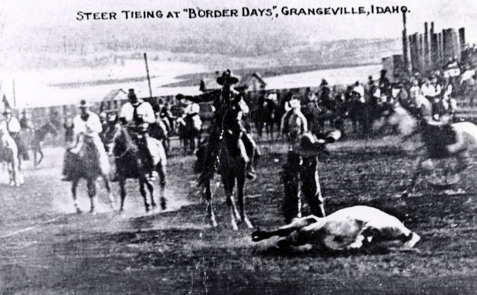 Steer tying. Border Days. Grangeville, Idaho.