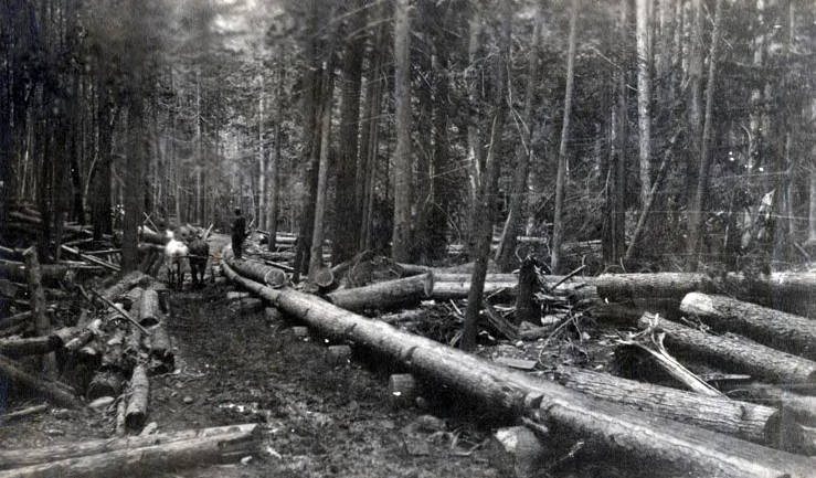 Schmidt Brothers Lumber Co. log chute. Eileen, Idaho.